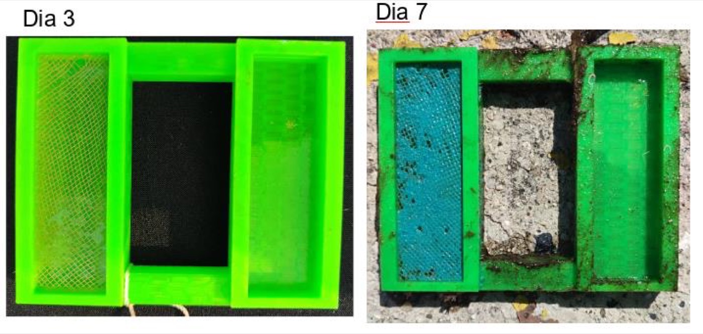 Detalle de una malla de cobre cubierta de cristales verde-azulados de cloruro de cobre tras exposición en la bahía.