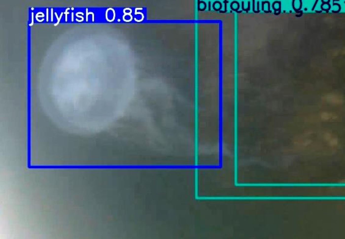 Fotograma submarino con detección por inteligencia artificial de una aguamala y biofouling, con recuadros de reconocimiento.