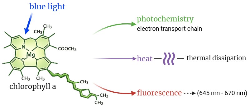 Esquema de la clorofila a: fotoquímica, calor y fluorescencia